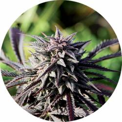 Tao Purple Regular de Top Tao Seeds