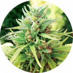 Taomatic Autofloreciente Regular de Top Tao Seeds