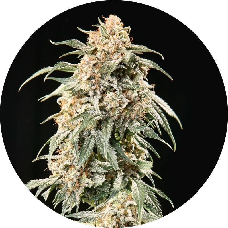 Tao Mix 2 Autofloreciente Regular de Top Tao Seeds