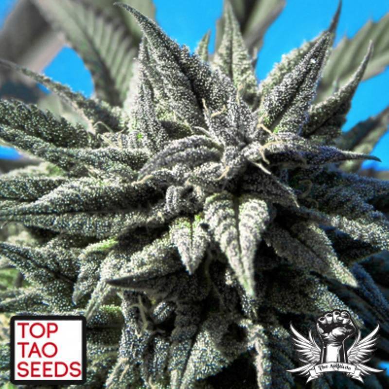 Tao Blueberry Autofloreciente Regular de Top Tao Seeds