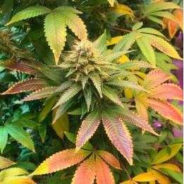 Mix Autofloreciente Regular de Top Tao Seeds