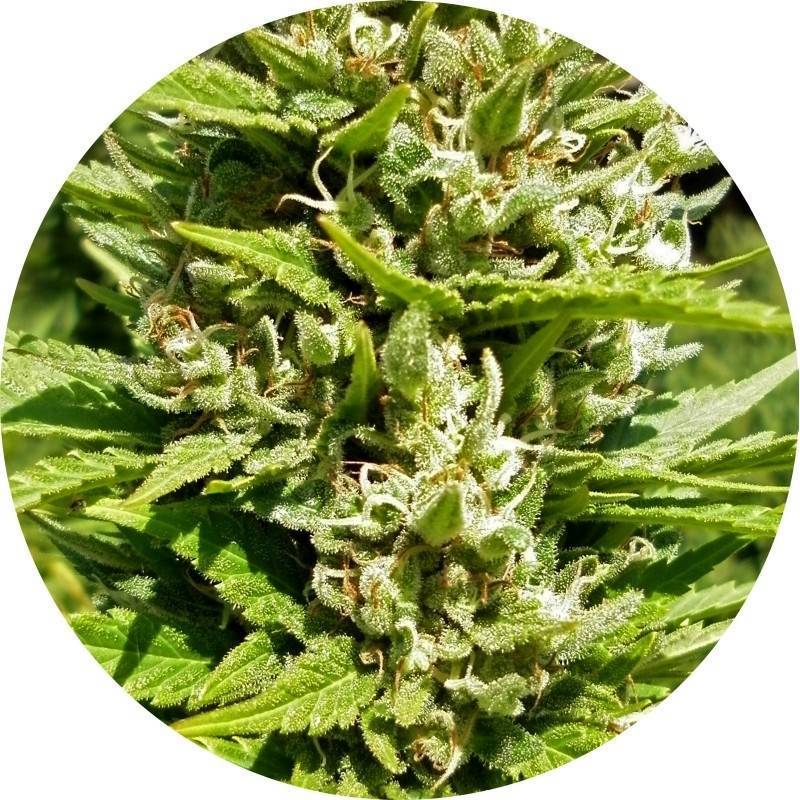 Outdoor Mix Classic Regular de Top Tao Seeds