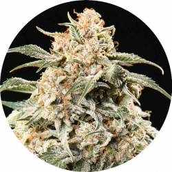 Semi Mix Autofloreciente Regular de Top Tao Seeds