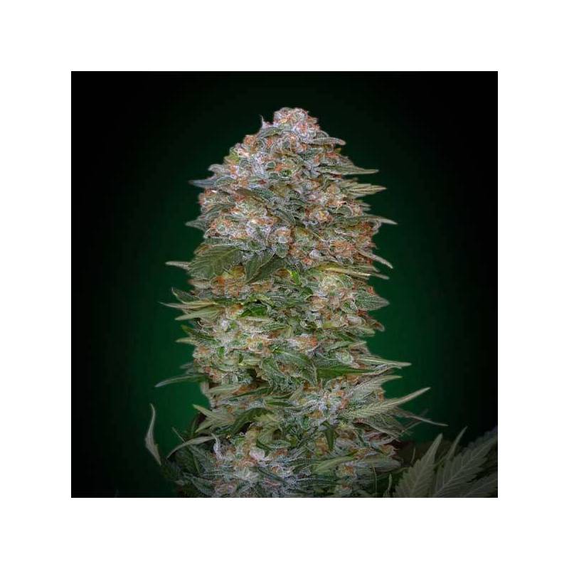 Critical Soma Feminizada Blister x 1 de Advanced Seeds