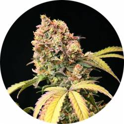 Demon Auto Tao Autofloreciente Regular de Top Tao Seeds