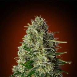 Kali 47 Feminizada Blister x 1 de Advanced Seeds