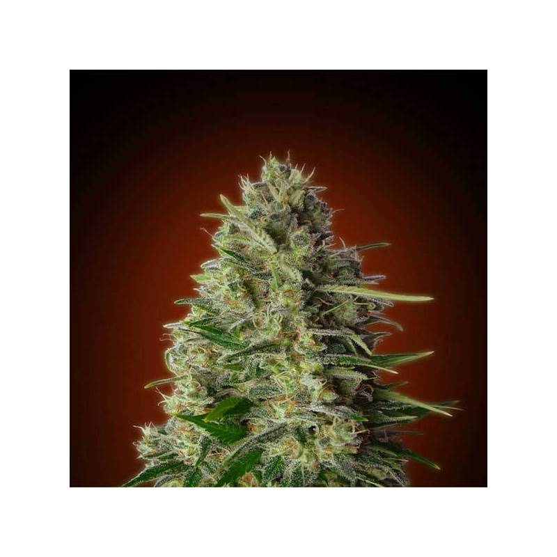 Kali 47 Feminizada Blister x 1 de Advanced Seeds