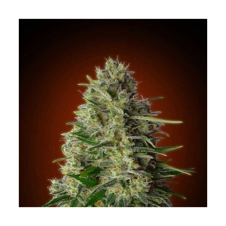 Kali 47 Feminizada Blister x 1 de Advanced Seeds