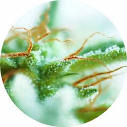 Early Sativa Regular