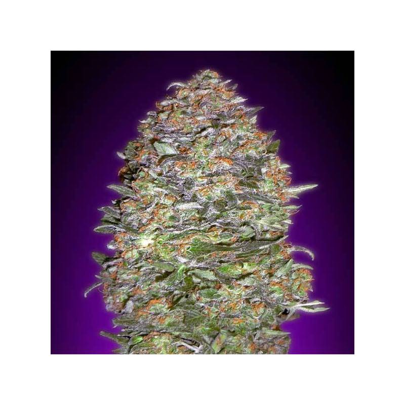 Nyc Diesel Autofloreciente Blister x 1 de Advanced Seeds