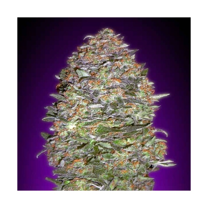 Nyc Diesel Autofloreciente Blister x 1 de Advanced Seeds