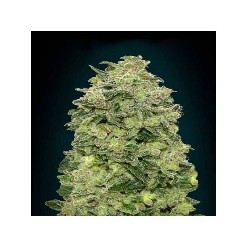 Afghan Skunk Autofloreciente Blister x 1 de Advanced Seeds