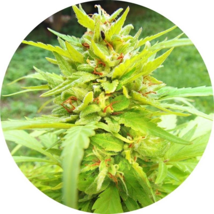 Golden Cannary Regular de Top Tao Seeds
