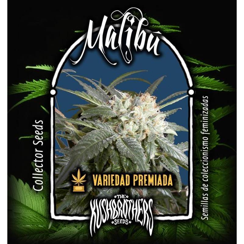 Malibu Feminizada de The Kush Brothers Seeds