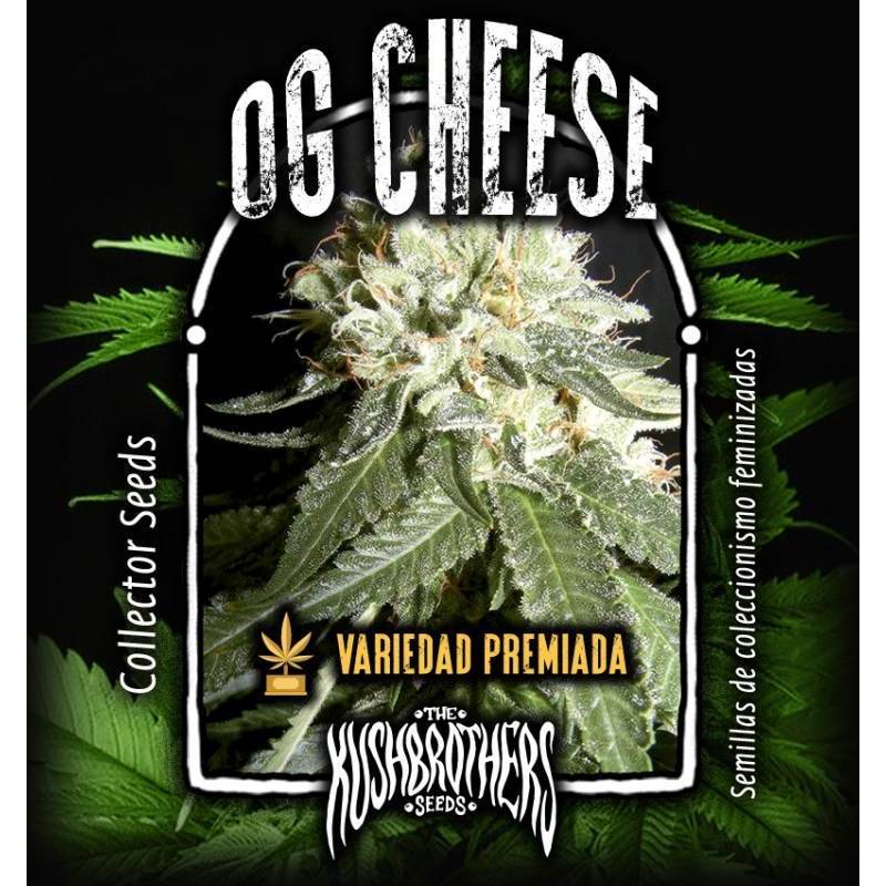 OG Cheese Feminizada de The Kush Brothers Seeds