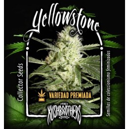 Yellowstone Feminizada de The Kush Brothers Seeds