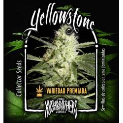 Yellowstone Feminizada de The Kush Brothers Seeds