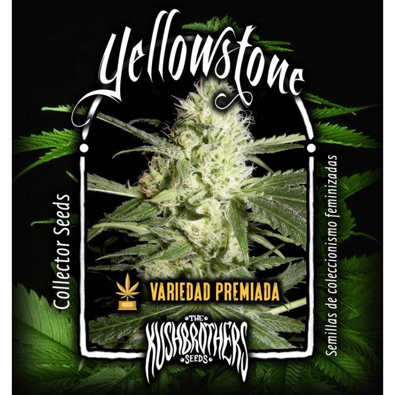 Yellowstone Feminizada de The Kush Brothers Seeds