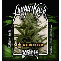 Langui Kush Feminizada de The Kush Brothers Seeds