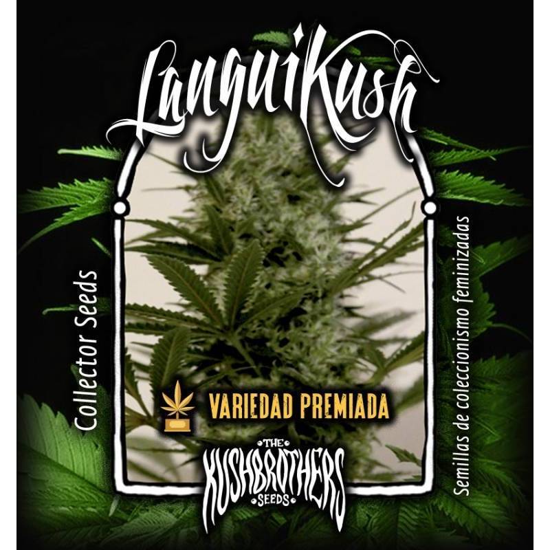 Langui Kush Feminizada de The Kush Brothers Seeds