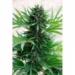 Sour Diesel Autofloreciente Feminizada de Humboldt Seeds