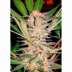 S.A.D Sweet Afgani Delicious S1 Feminizada de Sweet Seeds