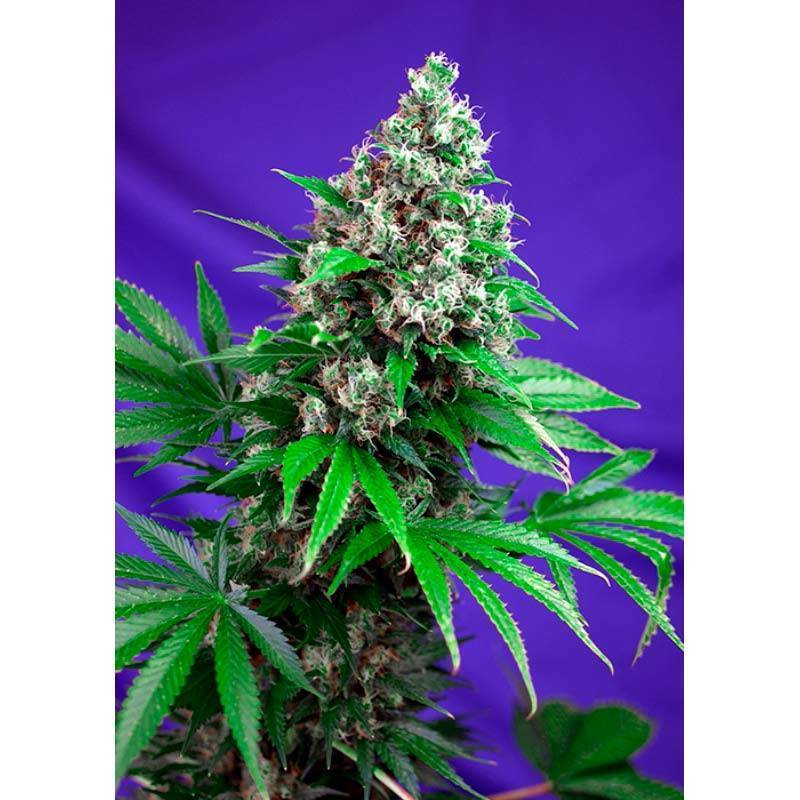 Killer Kush F1 Fast Version Feminizada de Sweet Seeds