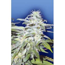 Afghanica Regular