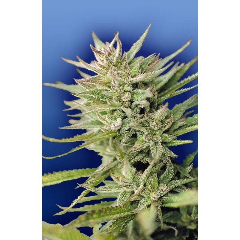 Early Durban Regular - 10 uds regu