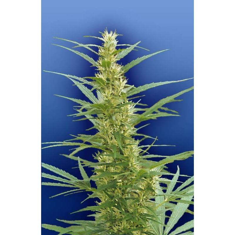 Mixed Sativa Divas Regular de The Flying Dutchmen