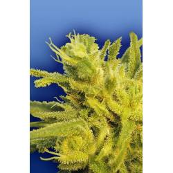 Original Haze Regular de The Flying Dutchmen