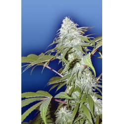 Pineapple Punch Regular de The Flying Dutchmen