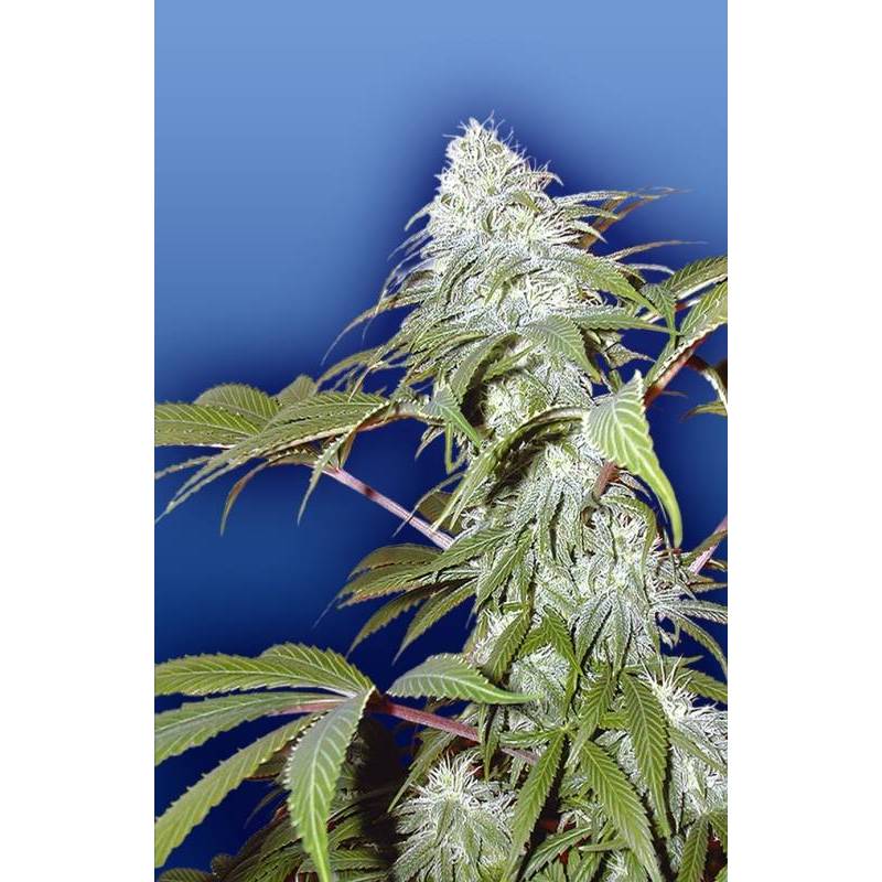 Pineapple Punch Regular de The Flying Dutchmen