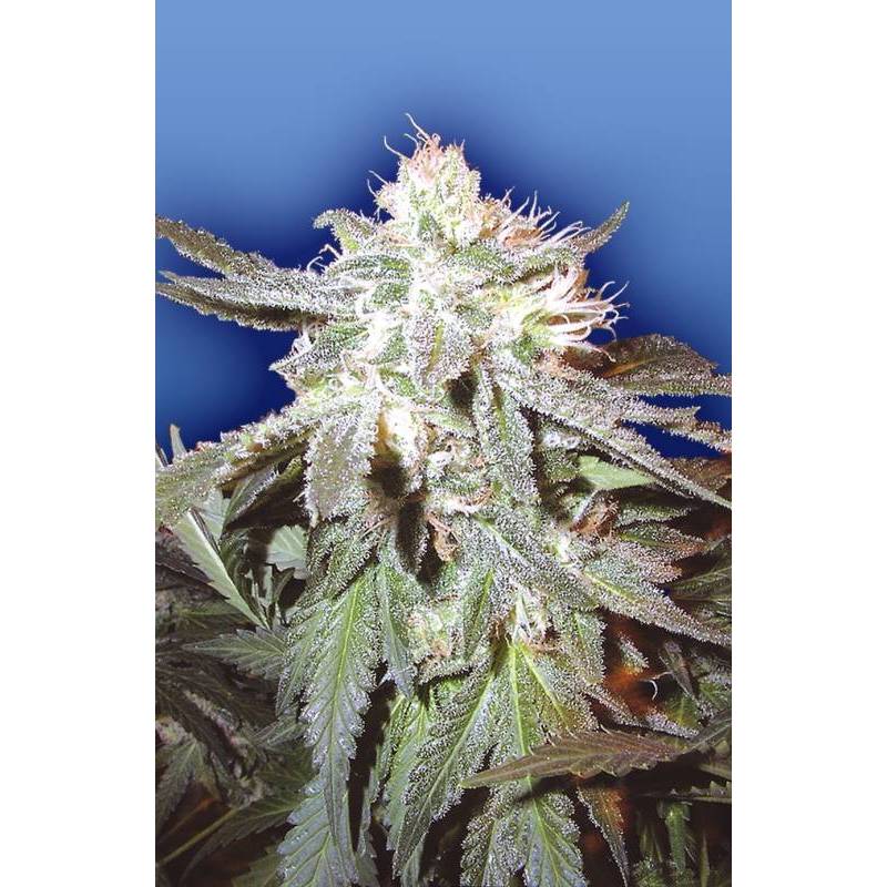 Pot Of Gold Regular de The Flying Dutchmen