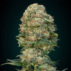 Afghan Skunk Feminizada de Advanced Seeds