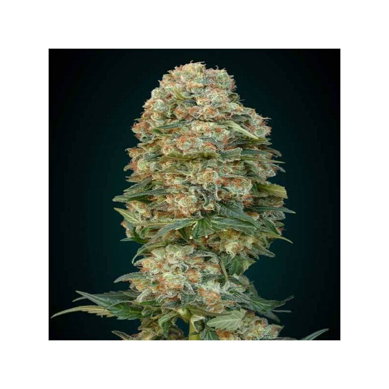 Afghan Skunk Feminizada de Advanced Seeds