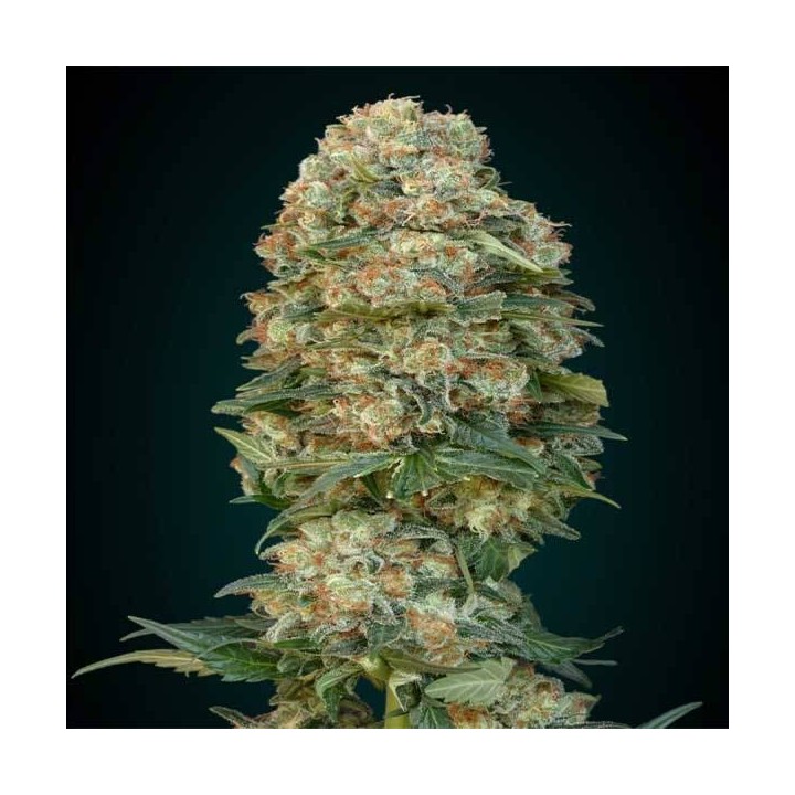 Afghan Skunk Feminizada de Advanced Seeds