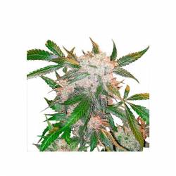 White Widow