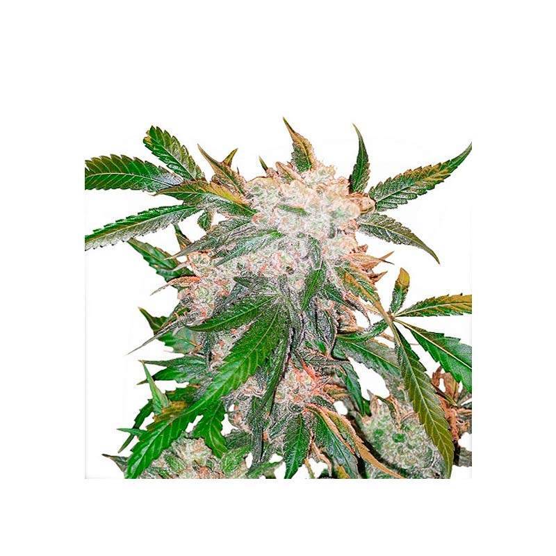 White Widow Feminizada de Dutch Passion