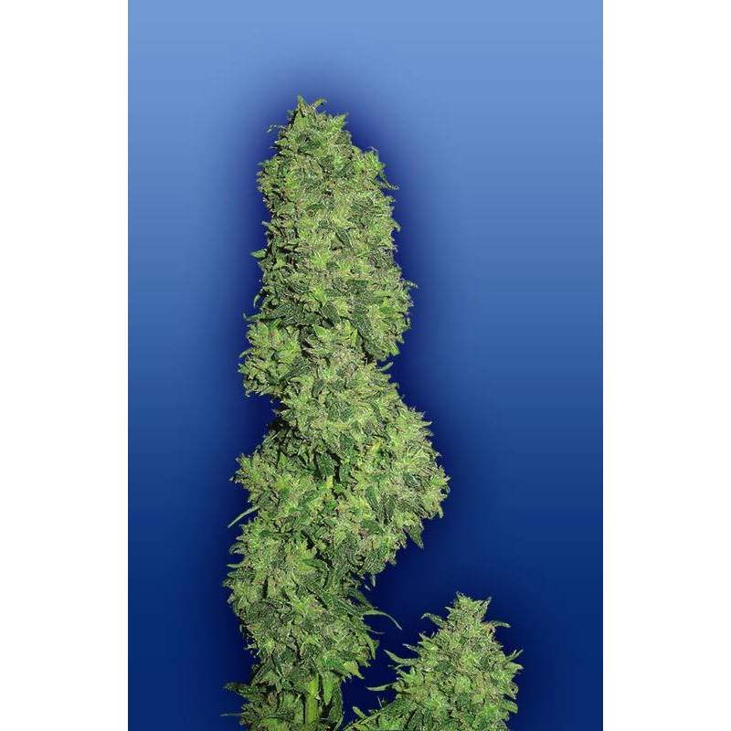 Dame Blanche Feminizada - 5 uds fem