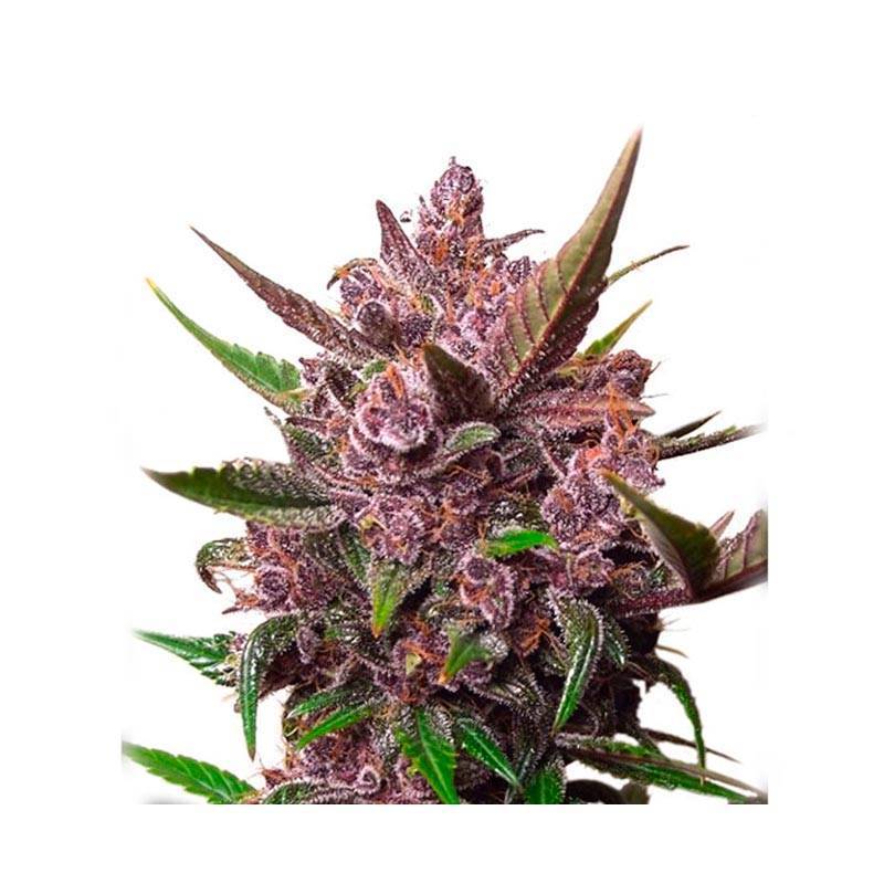 Auto Blackberry Kush Autofloreciente Auto Blackberry Kush Autofloreciente