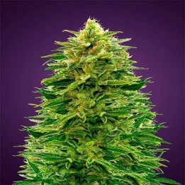 Amnesia Autofloreciente de Advanced Seeds