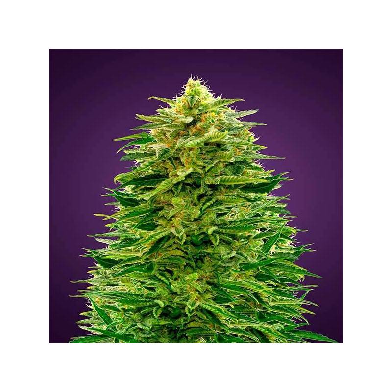 Amnesia Autofloreciente de Advanced Seeds