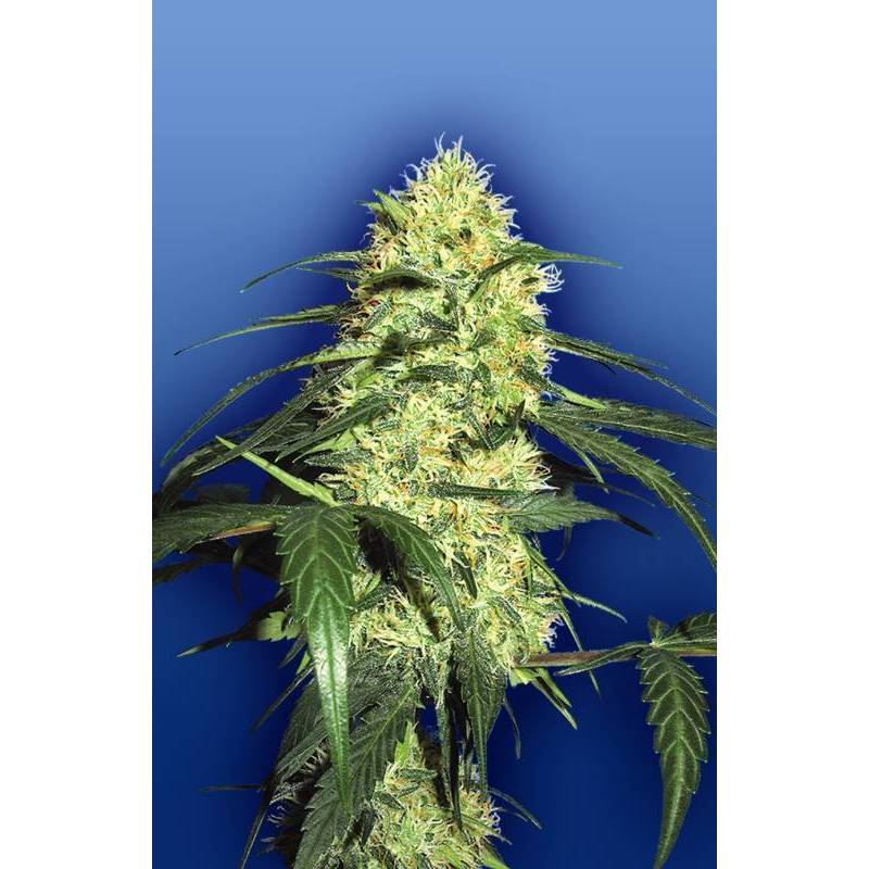 Dutch Delight Feminizada de The Flying Dutchmen Dutch Delight Feminizada de The Flying Dutchmen