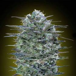 Critical Lemon Feminizada de Advanced Seeds