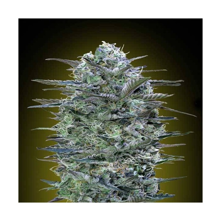 Critical Lemon Feminizada de Advanced Seeds