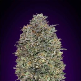 Critical Purple Kush Feminizada de Advanced Seeds