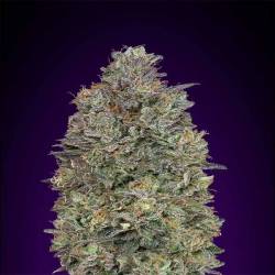 Critical Purple Kush Feminizada de Advanced Seeds