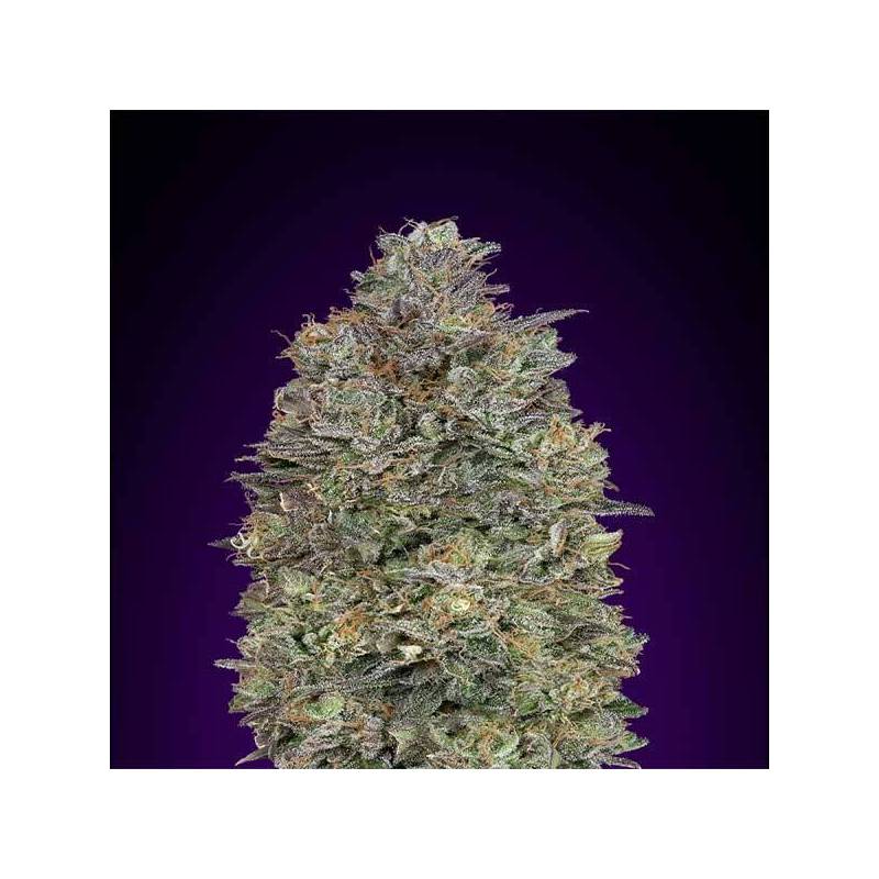 Critical Purple Kush Feminizada de Advanced Seeds