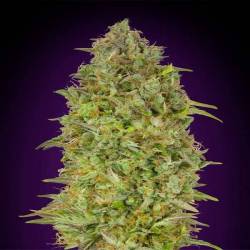 Skunk 47 Feminizada de Advanced Seeds